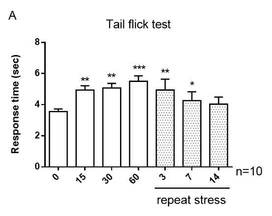 급성 및 만성 IMO 스트레스가 tail-flick 반응에 미치는 영향