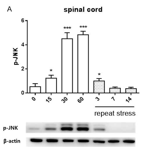 Spinal cord에서 급성 및 만성 IMO 스트레스 JNK 단백의 인산화에 미치는 영향