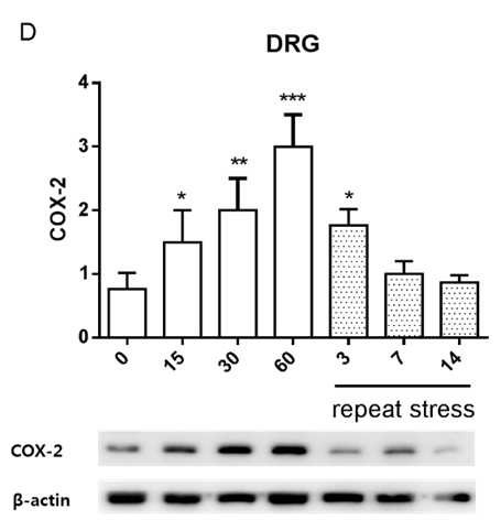 DRG에서 급성 및 만성 IMO 스트레스 COX-2 단백의 인산화에 미치는 영향