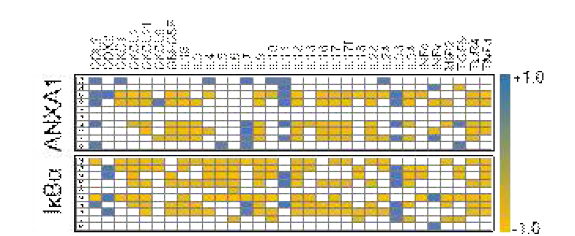 ANAX1, IκBα와 NFκB-related mRNA와의 correlation heatmap