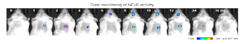 NFκB 리포터 삽입 후 우울증 모델에서의 생체 발광 이미지