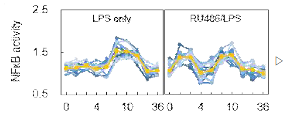 LPS 및 RU486/LPS 처리 후, NFκB 활성