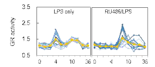LPS 및 RU486/LPS 처리 후, GR 활성