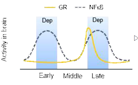 LPS/RU486 처리된 마우스 뇌에서 NFκB 및 GR 의 활성 변화
