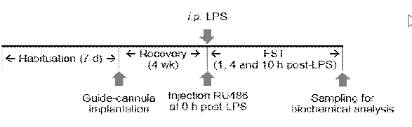 IL-PFC 에 RU486 직접 주입 실험 절차