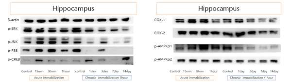 Acute와 chronic immobilization 스트레스 모델의 hippocamous(해마)에서 여러 signal 단백들의 발현 변화