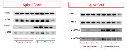 Acute와 chronic cold water swimming 스트레스 모델의 spinal cord(척수)에서 여러 signal 단백들의 발현 변화