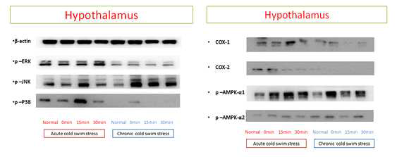 Acute와 chronic cold water swimming 스트레스 모델의 hypothalamus(시상하부)에서 여러 signal 단백들의 발현 변화