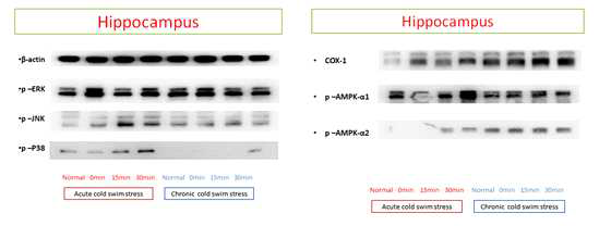 Acute와 chronic cold water swimming 스트레스 모델의 hippocamous(해마)에서 여러 signal 단백들의 발현 변화