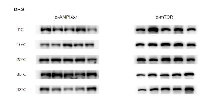 마우스를 여러 다른 온도의 물에 3분간 swimming stress에 노출 시켰을 때, DRG의 AMPK와 mTOR 단백의 인산화에 미치는 영향