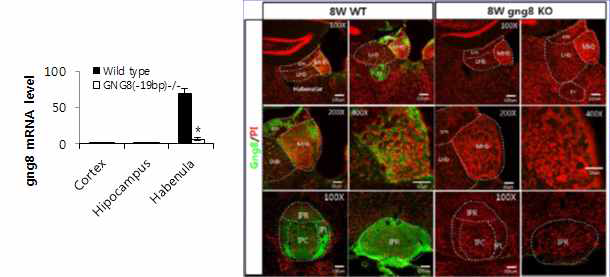 Gng8 KO 동물 모델 확립
