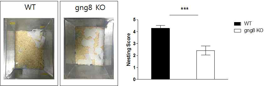 Wild type 및 gng8 KO에서 Nesting construction 확인