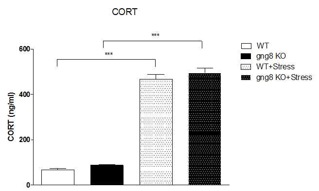 Wild type 및 gng8 KO에서 corticosterone 확인 및 IMO stress후 corticosterone 변화