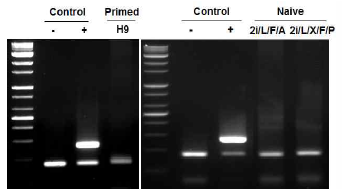 Mycoplasma contamination test of primed and naive H9 hPSCs. primed H9과 H9-2i/LF/A 및 2i/L/X/F/P 세포에서 mycoplasma 검출안됨