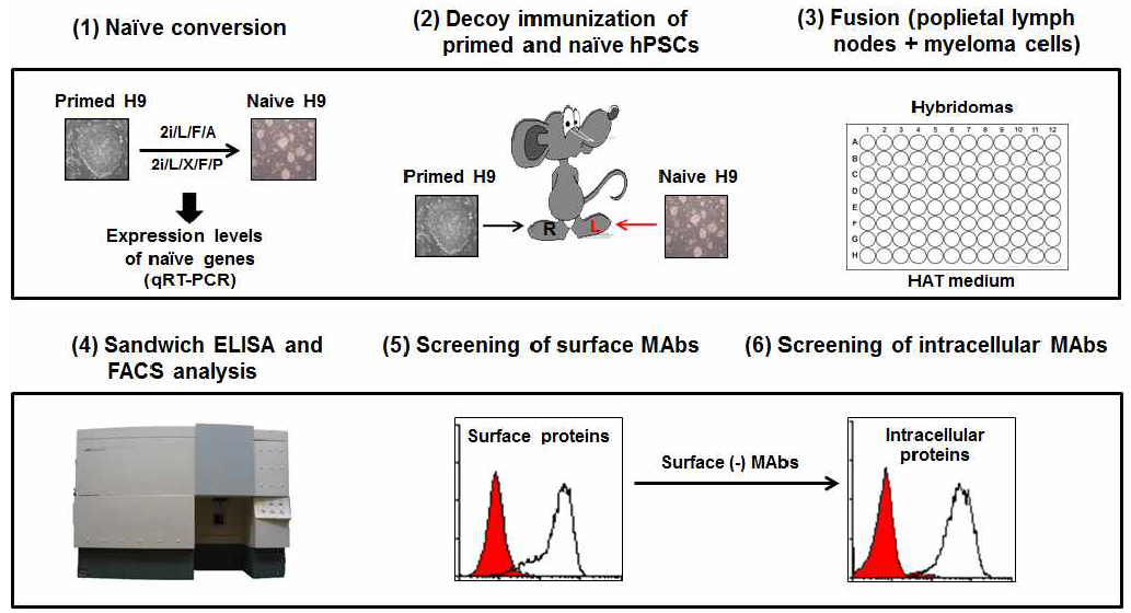 항체 제조 실험전략. (1) primed H9 세포를 2i/L/F/A와 2i/L/X/F/PV medium에서 naive state로 전환한 후 naive 및 primed gene의 발현 확인 (2) primed 및 naive H9 세포를 이용하여 decoy immunization 수행 (3) popliteal lymph node와 myeloma 세포의 fusion을 통해 hybridoma 제조 (4) Sandwich ELISA와 FACS을 통해 항체를 생산하는 hybridoma 선별 (5) 우선 naive H9의 세포표면을 인식하는 clone선별 후 (6), naive H9세포내부를 인식하는 clone을 선별하는 방식으로 진행함