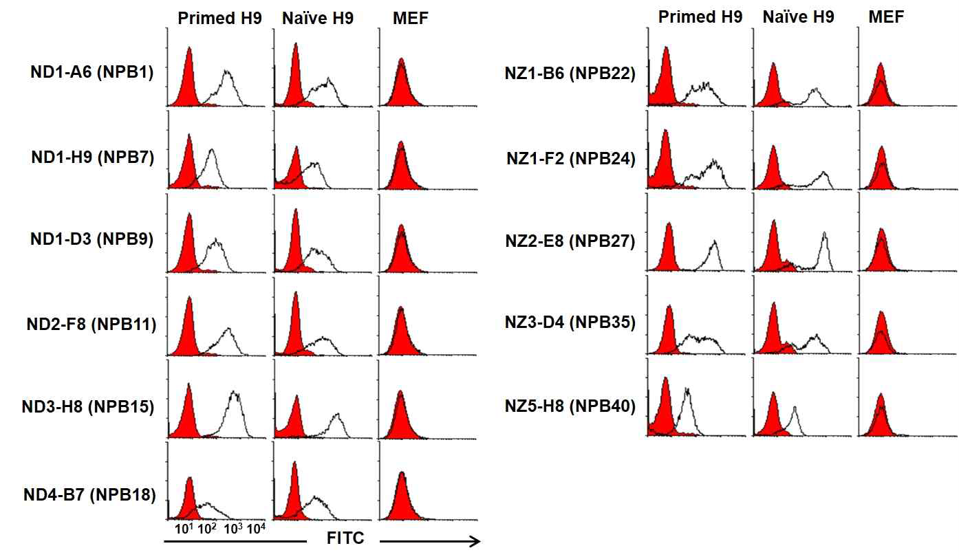 Representative naive/primed hPSC-both positive surface mAbs. naive 및 primed H9 세포에는 결합하지만 MEF 세포에는 결합하지 않거나 약하게 결합하는 단일클론항체군