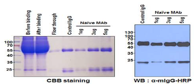 Antibody purification. protein G-Sepharose column을 이용하여 항체를 정제한 후 CBB staining solution과 anti-mouse IgG-HRP 2차 항체를 이용하여 중쇄와 경쇄를 확인함