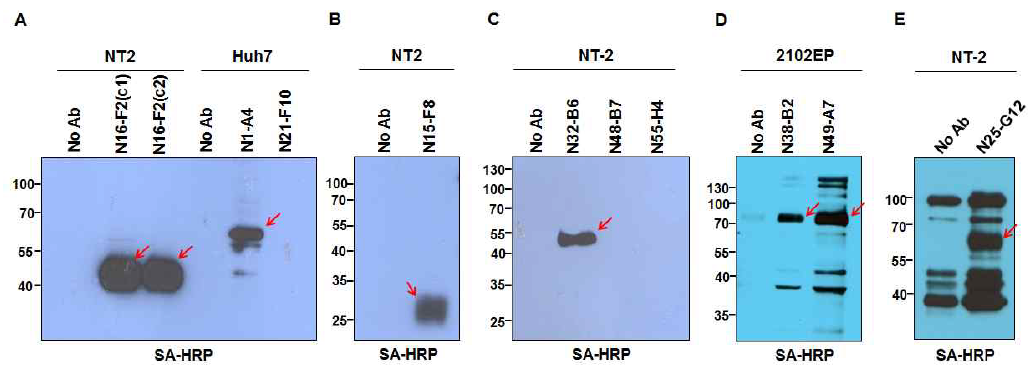 Immunoprecipitation using naive hPSC-specific surface mAbs. 각 항체에 의해 특이적으로 면역침강된 약 43KDa (A), 60KDa (A), 28KDa (B), 50KDa (C), 75KDa (D), 63KDa (E) 단백질 (적색 화살표). SA-HRP ; streptavidin-HRP