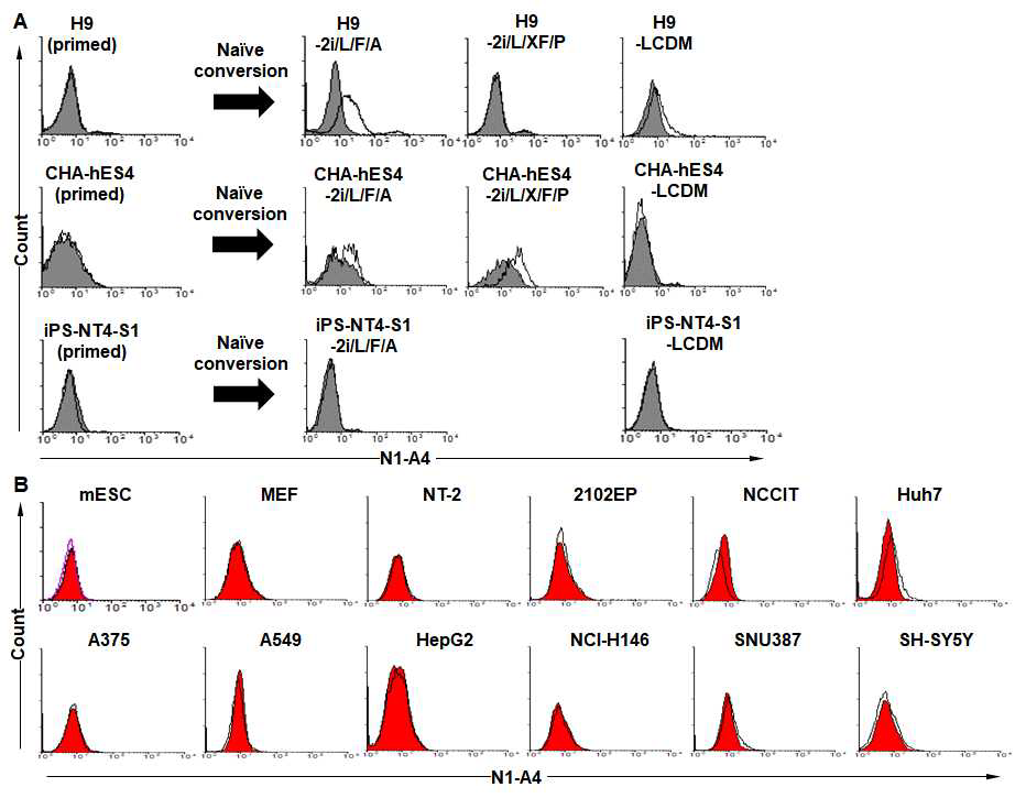 Binding capacity of N1-A4 in various cells. (A) Primed H9, CHA-hES4, iPS-NT4-S1과 naive H9-2i/L/F/A, H9-2i/L/X/F/P, H9-LCDM과 CHA-hES4-2i/L/F/A, CHA-hES4-2i/L/X/F/P, CHA-hES4-LCDM과 iPS-NT4-S1-2i/L/F/A, iPS-NT4-S1-LCDMH9 세포 결합분석. (B) mESC(R1), MEF, 다양한 cancer cells에서 N1-A4 항체의 결합력. 실선은 항체의 결합력을 나타내고, 회색 또는 빨간 바탕은 2차 항체만 포함한 것임