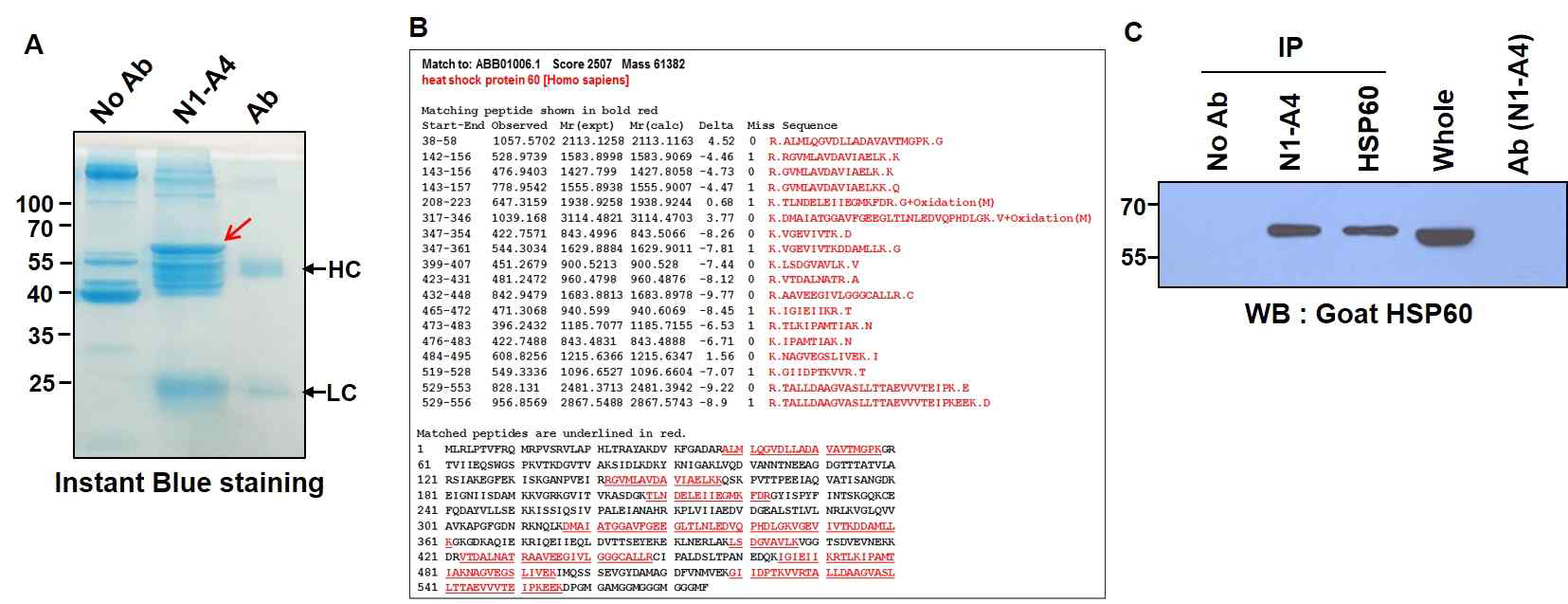 Identification of N1-A4 antigen. (A) N1-A4에 의해 면역침강된 60kDa 단백질을 Instant Blue로 염색후, (B) LC-MS/MS 분석을 통해 mitochondrial chaperonin으로 알려진 heat shock protein 60 (HSP60)으로 동정하고, match되는 peptide의 아미노산 서열 표시함 (적색). (C) Goat HSP60 (K-19) 항체를 이용하여 N1-A4와 HSP60 (K-19) 항체가 면역침강한 단백질을 HSP60 (K-19)에 의해 검출됨을 확인함