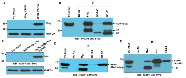 Analysis of N1-A4 antigen. N1-A4 항원이 HSP60인지를 재확인하기 위해서, pFlag-HSP60 vector와 pcDNA3.1(+)-HSP60-Myc/His vector를 제조해서 Flag- 또는 Myc-tagging HSP60의 정상적인 발현을 확인한 후(A,C), 두 vector를 transfection한 293FT 세포를 anti-Flag, anti-Myc, anti-His, anti-HSP60 및 N1-A4 항체를 이용하여 면역침강을 한 결과 N1-A4 항체가 면역침강 시킨 항원이 anti-Flag과 anti-Myc 항체에 의해 검출됨을 보여줌 (B,D,E). HC ; 항체의 heavy chain (중쇄)