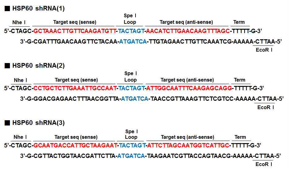 Structure and sequence of HSP60 shRNA. Nhe1과 EcoR1 overhang 및 Spe1 loop 서열을 포함한 sense 및 anti-sense HSP60 shRNA oligo