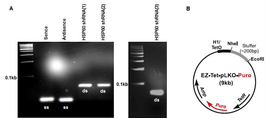 Annealing of HSP60 shRNA oligos. (A) sense/antisense HSP60 shRNA를 annealing을 하고, ATP와 T4-PNK를 통해 인산화 후, (B) Nhe1과 EcoR1으로 EZ-Tet-pLKO-puro 클로닝함