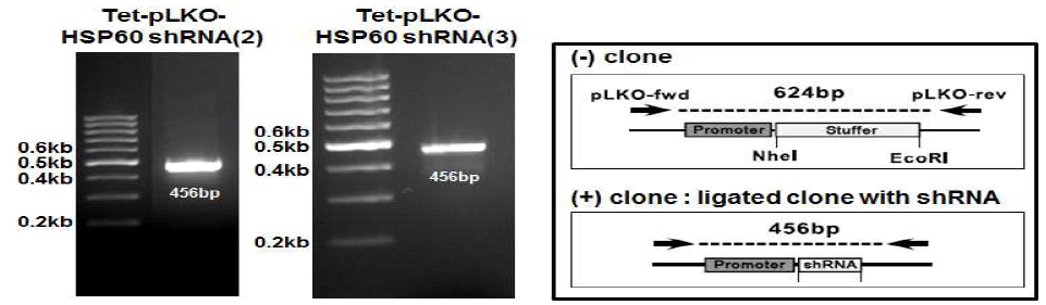 Colony PCR of ligated clones. 성공적으로 ligation된 colony를 picking하여 ampicillin (100ug/ml)이 들어있는 LB medium에서 2시간 동안 배양한 후 pLKO(F) 5′-ATTAGTGAACGGATCTCGACGG와 pLKO(R) 5′-AACCCAGGGCTGCCTTGG primer를 이용하여 PCR 수행한 결과 positive clone (456bp)을 보여줌