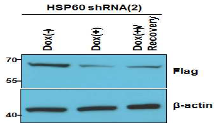 Knockdown efficiency of Dox-inducible Tet-pLKO-HSP60 shRNA vector. Tet-pLKO-HSP60 shRNA를 stable하게 발현하는 293FT 세포에 pFlag-HSP60를 transfection 한 후 Doxycyclin(2μg/ml)을 처리하여 HSP60 shRNA의 knockdown efficiency를 보여줌. Dox(+)/Recovery;Doxycyclin 제거후 24시간