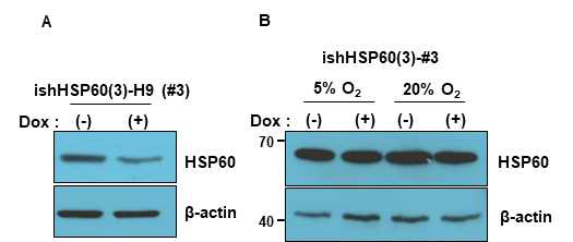 Doxycyclin 처리에 의한 HSP60의 발현 억제. (A) Doxycyclin (2ug/ml) 처리에 의한 HSP60 발현을 초기엔 억제됨. (B) 계대가 넘어가는 긴 배양 중 인간 만능줄기세포에서 lentiviral vector 경우 promoter-dependent transgene inactivation 때문에 발현억제를 볼 수 없음