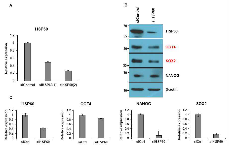 HSP60 knockdown된 인간 만능줄기세포의 전분화능 유전자의 저해. (A) Control 또는 HSP60 siRNA를 transfection후 knockdown 효율성이 60% 이상이었다. (B, C) 전분화능 마커 중 OCT4, NANOG, SOX2가 단백질(B)과 transcript(C)에서 감소함