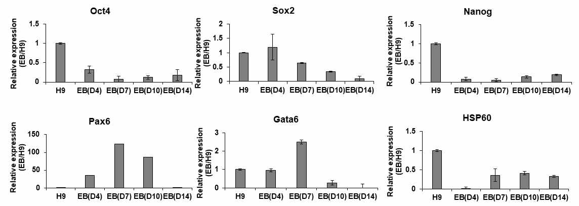 미분화 및 분화된 인간 만능줄기세포에서 HSP60의 발현 양상. Real-time PCR로 EB에서 전분화능, 초기 분화 마커인 Pax6 (ectoderm)와 Gata6 (mesoderm)와 HSP60의 발현양 비교