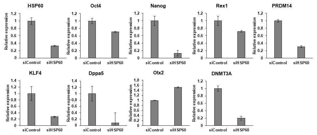 HSP60 knockdown된 인간 naive 만능줄기세포의 naive 유전자의 저해. Control 또는 HSP60 siRNA를 H9-2iL/F/A세포에 transfection후 전분화능(OCT4와 Nanog)과 naive유전자(Rex1, Prdm14, Klf4, Dppa5) 발현이 감소함