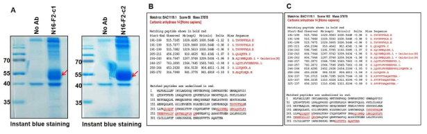 Identification of N16-F2 antigen. 같은 N16-F2에서 유래한 c1 and c2 단일클론항체 항원을 LC-MS/MS로 동정하였다. (A) 단일클론항체 N16-F2의 c1과 c2에 의해 면역 침강된 단백질 (A, 적색화살표). (B-C) 동정된 CA14와 match되는 peptide와 이 peptide의 아미노산 서열 표시 (밑줄 및 적색)