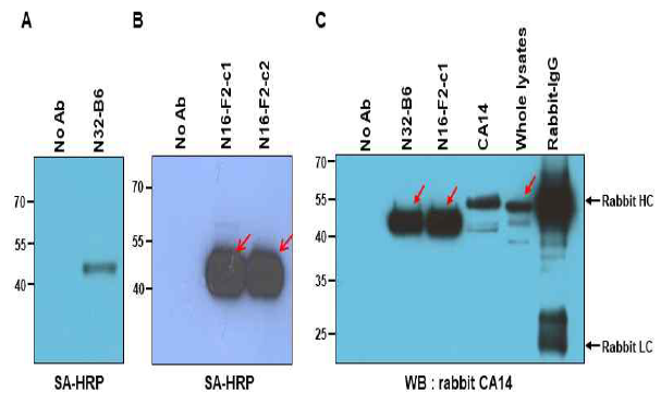 N32-B6 항원의 동정. (A) N32-B6 항체에 의해 면역침강된 43KDa 단백질. (B) N16-F2-c1/c2에 의해 면역침강된 CA14 단백질. (C) N32-B6의 항원과 CA14의 단백질 크기가 유사하여, N32-B6, N16-F2-c1, CA14 항체에 의해 면역침강된 단백질이 CA14 항체에 의해 검출됨