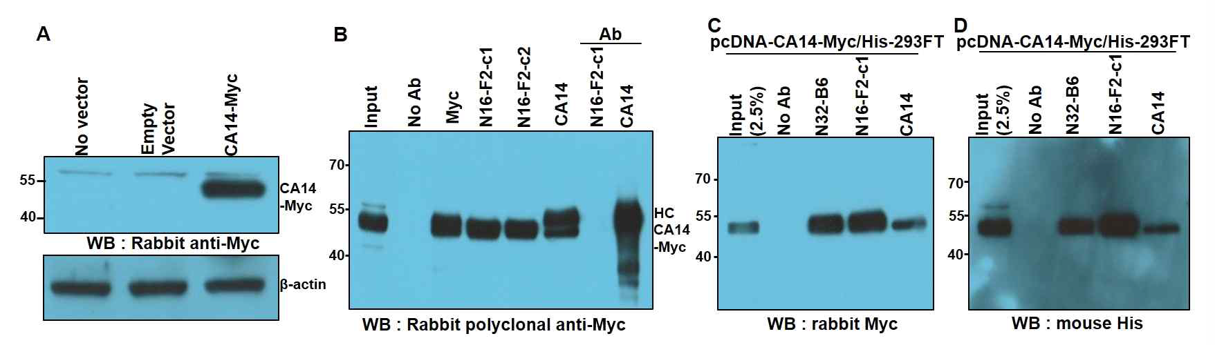 Analysis of N16-F2 and N32-B6 antigen. N16-F2와 N32-B6 항원이 CA14인지를 재확인하기 위해서, (A) pcDNA3.1(+)-CA14-Myc/His vector를 제조해서 Myc-tagging CA14의 정상적인 발현을 확인후, (B-D) pcDNA3.1(+)-CA14-Myc/His vector를 transfection한 293FT 세포를 anti-Myc, rabbit anti-CA14 및 N16-F2-c1/c2 또는 N32-B6 항체를 이용하여 면역침강 한 결과 N16-F2와 N32-B6 항체가 면역침강 시킨 항원이 anti-Myc 또는 anti-His 항체에 의해 검출됨을 보여줌. HC; 항체heavy chain