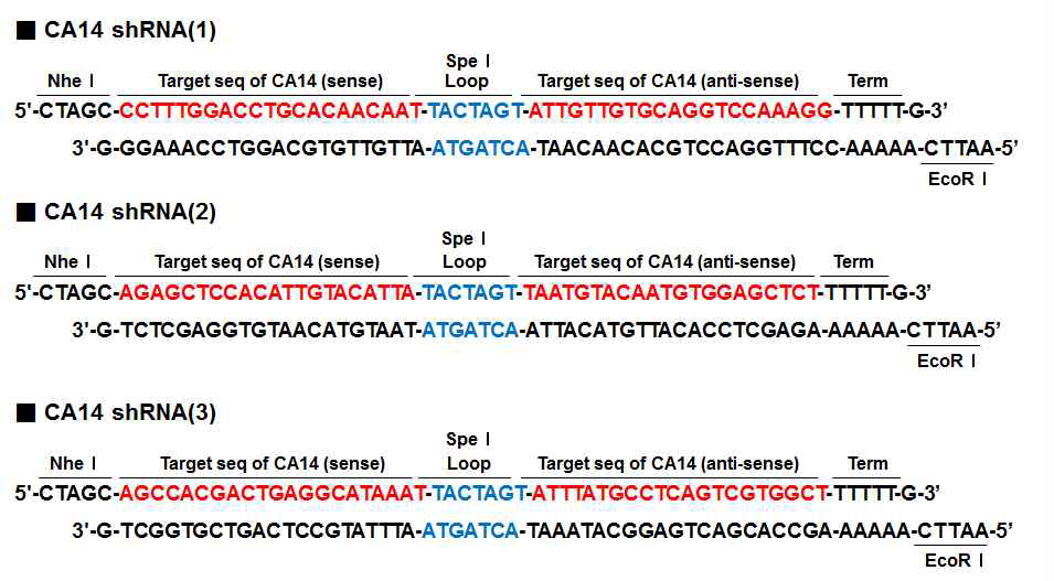 Structure and sequence of CA14 shRNA. Nhe1과 EcoR1 overhang 및 Spe1 loop sequence 를 포함한 sense 및 anti-sense CA14 shRNA