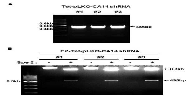 Colony PCR and vector validation of Tet-pLKO-CA14 shRNA. (A) colony에서 pLKO(F) 5′-ATTAGTGAACGGATCTCGACGG와 pLKO(R) 5′-AACCCAGGGCTGCCTTGG로 PCR 수행한 결과 positive(456bp)를 확인. (B) DNA를 Spe1로 성공적인 cloning상태를 확인함