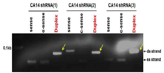 Annealing of CA14 shRNA oligos. sense 및 antisense CA14 shRNA oligo를 10x NEB buffer를 이용해서 annealing을 수행함. ss; single strand, ds; double strand