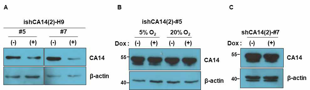 Doxycyclin 처리에 의한 CA14의 발현 억제. (A) Doxycyclin (2ug/ml) 처리에 의한 CA14 발현을 초기엔 억제됨. (B) 계대가 넘어가는 장기간 배양 중 인간 만능줄기세포에서 lentiviral vector를 이용한 random transgenic method의 약점인 promoter-dependent transgene inactivation 때문에 발현 억제를 볼 수 없음