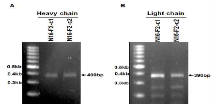 PCR analysis of variable region genes in heavy (A) and light (B) chains of N16-F2