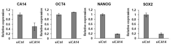 CA14 knockdown된 인간 만능줄기세포의 전분화능 유전자의 저해. Control 또는 CA14 siRNA를 transfection후 전분화능 마커중 Nanog와 SOX2 발현이 크게 감소함