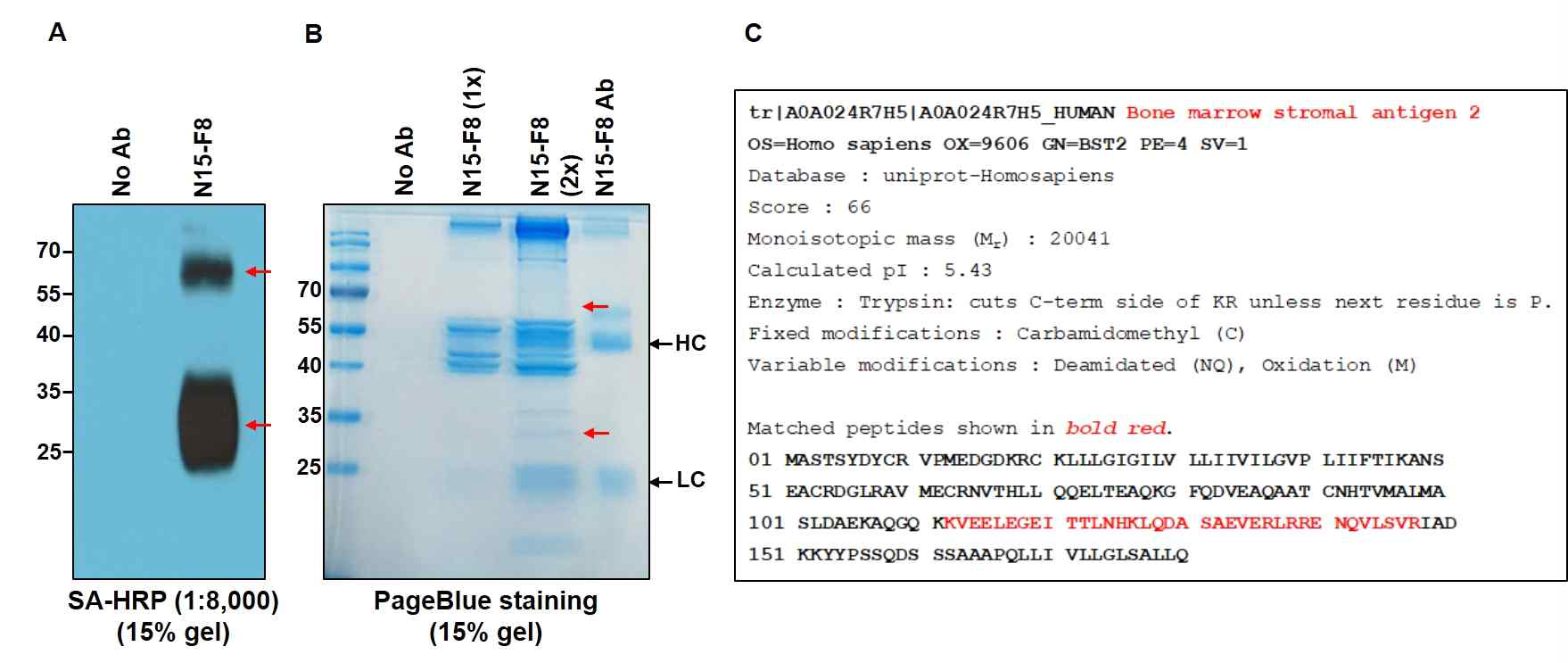 N15-F8 항원의 동정. (A) N15-F8 항체에 의해 면역침강된 30KDa과 60KDa 단백질 (B) 두 단백질을 Instant Blue staining solution으로 염색 (C) LC-MS/MS 분석을 통해 bone marrow stromal cell antigen (BST2, CD317)으로 동정되었고, match되는 peptide와 이 peptide의 아미노산 서열 표시 (밑줄 및 적색)