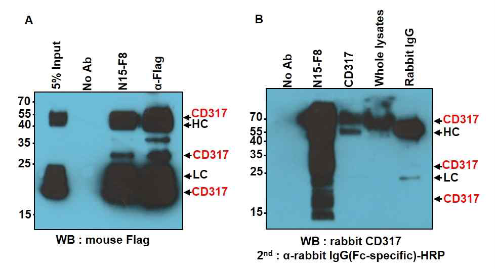 N15-F8항원의 검증. (A) pCMV3-BST2(CD317)-Flag vector를 transfection한 293FT 세포를 N15-F8과 anti-Flag 항체로 면역 침강 후 anti-Flag 항체에 의해 검출된 세 가지(non-glycosylated 20kDa, low-glycosylated 30kDa, high-glycosylated 60-65kDa) 형태의 BST2/CD317를 나타내고, (B) NT2를 N15-F8과 CD317 항체로 면역침강 후 CD317 항체에 의해 검출된 low-glycosylated 30kDa과 high-glycosylated 65KDa형태의 BST2를 나타냄