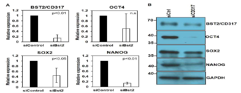 BST2(CD317) knockdown된 인간 만능줄기세포의 전분화능 유전자의 저해. Control 또는 BST2 siRNA처리후 전분화능 마커중 OCT4와 NANOG 발현이 감소함