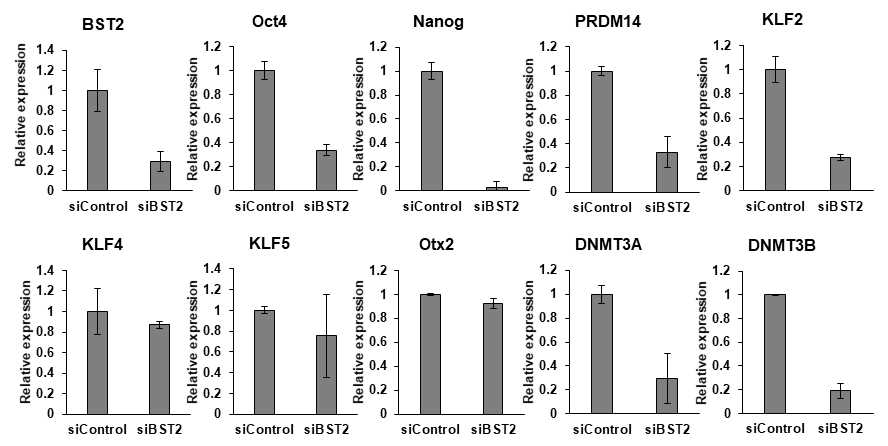 BST2(CD317) knockdown된 인간 naive 만능줄기세포의 naive 유전자의 저해. Control 또는 BST2(CD317) siRNA를 H9-2iL/F/A 세포에 transfection 한 후 전분화능 (OCT4와 Nanog)과 naive 유전자 (Prdm14, Klf2) 발현이 크게 감소함을 보임