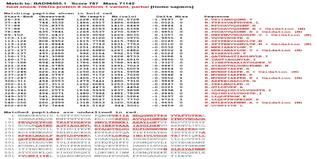 Identification of N49-A7 antigen. N49-A7에 의해 면역침강된 항원에서 동정된 HSC70와 match되는 peptide와 이 peptide의 아미노산 서열 표시 (밑줄 및 적색)