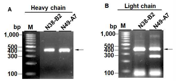 PCR reaction of variable region genes in heavy (A) and light (B) chain of N49-A7