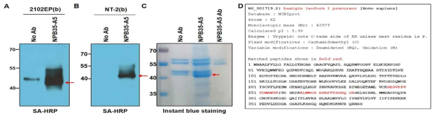 NPB35-A5 항원의 동정. (A) 2102EP와 (B) NT-2 세포에서 NPB35-A5 항체에 의해 면역침강된 43KDa 단백질. (C)그 단백질을 Instant Blue staining solution으로 염색 (D) LC-MS/MS 분석을 통해 Basigin (BSG, CD147)으로 동정되었고, match되는 peptide와 이 peptide의 아미노산 서열 표시 ( 적색)