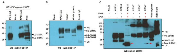 NPB35-A5 항원의 검증. (A) pCMV3-BSG(CD147)-Flag vector를 transfection한 293FT 세포를 NPB35-A5와 anti-Flag 항체로 면역침강후 rabbit CD147 항체에 의해 검출된 lowly-glycosylated 36/38KDa의 BSG(CD147). (B) NT-2 세포를 NPB35-A5와과 rabbit CD147 항체로 면역침강 후 rabbit CD147 항체에 의해 검출된 lowly-glycosylated 36/380KDa과 highly-glycosylated 65KDa 형태의 BSG(CD147). (C) PNGase-F 처리에 의한 NPB35-A5 항원인 glycosylated BSG(CD147)가 unglycosylated core protein으로의 변화 (빨간 화살표). HC와 LC ; heavy와 light chain